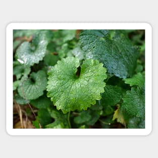 Green leaf look like dinosaur Sticker